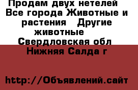 Продам двух нетелей - Все города Животные и растения » Другие животные   . Свердловская обл.,Нижняя Салда г.